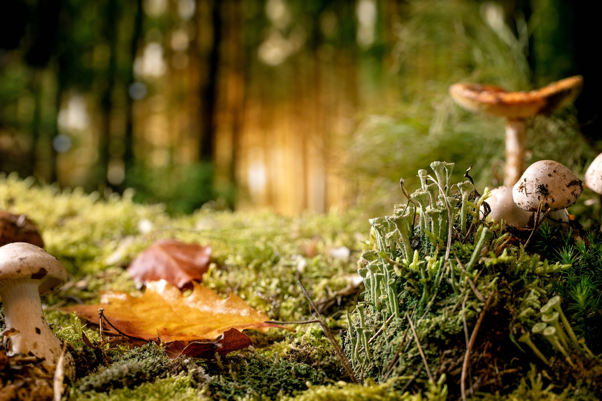 petit-peuple-esprit-nature
