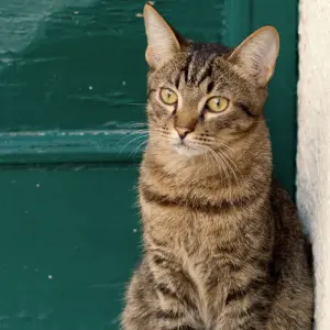 chat-gardien-foyer-magie
