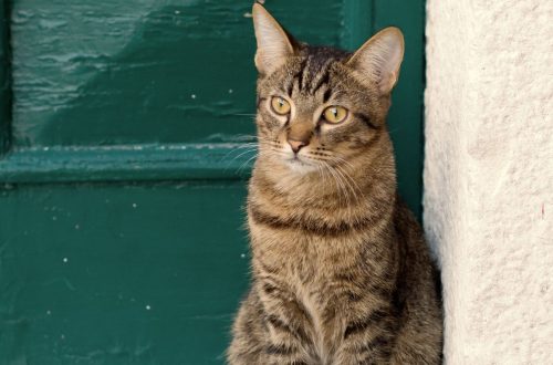 chat-gardien-foyer-magie