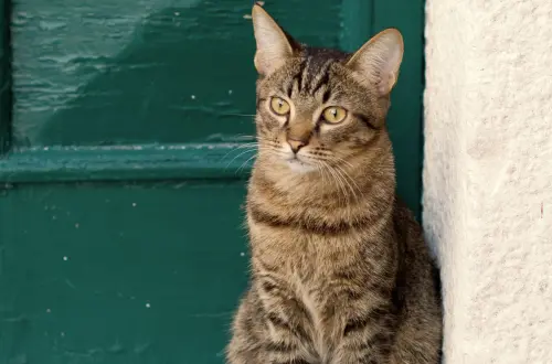 chat-gardien-foyer-magie