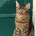 chat-gardien-foyer-magie