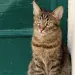 chat-gardien-foyer-magie