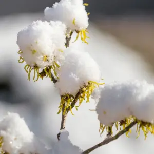 eau-de-neige-sorcellerie