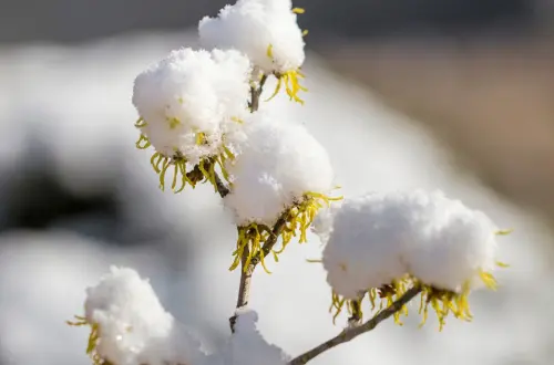 eau-de-neige-sorcellerie