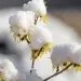 eau-de-neige-sorcellerie